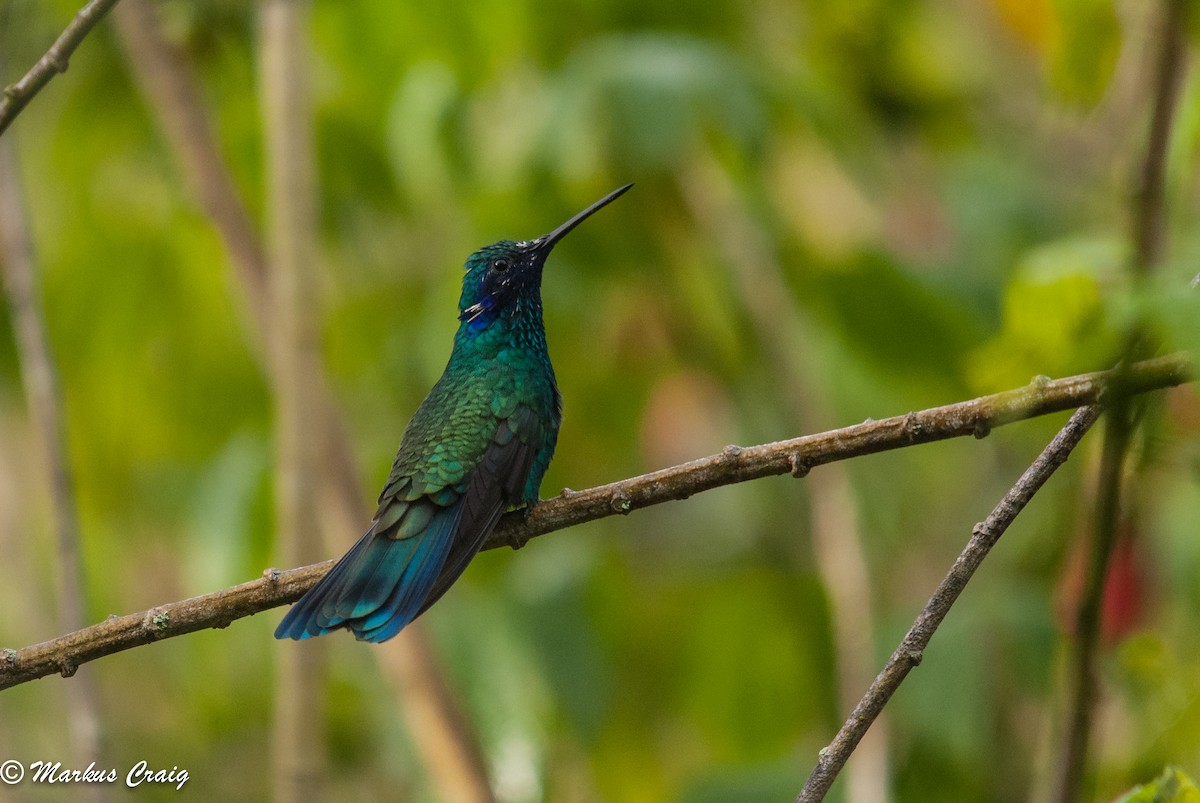 kolibřík modrolící - ML85759561
