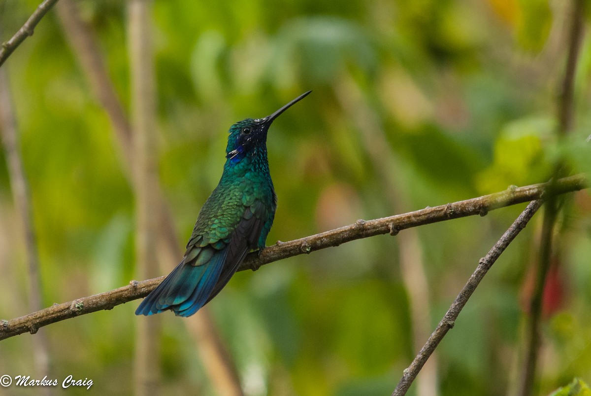 Sparkling Violetear - Markus Craig