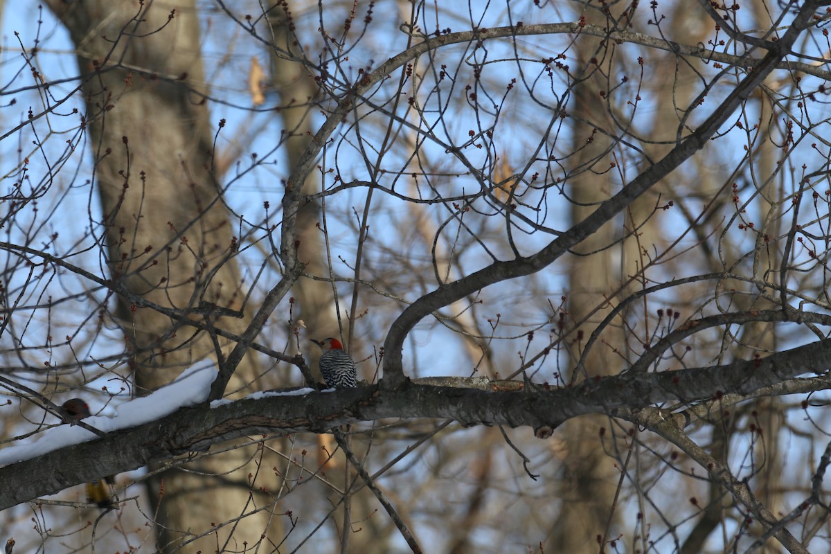 Red-bellied Woodpecker - ML85760461