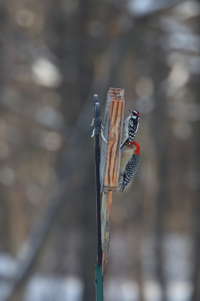 Red-bellied Woodpecker - ML85760481