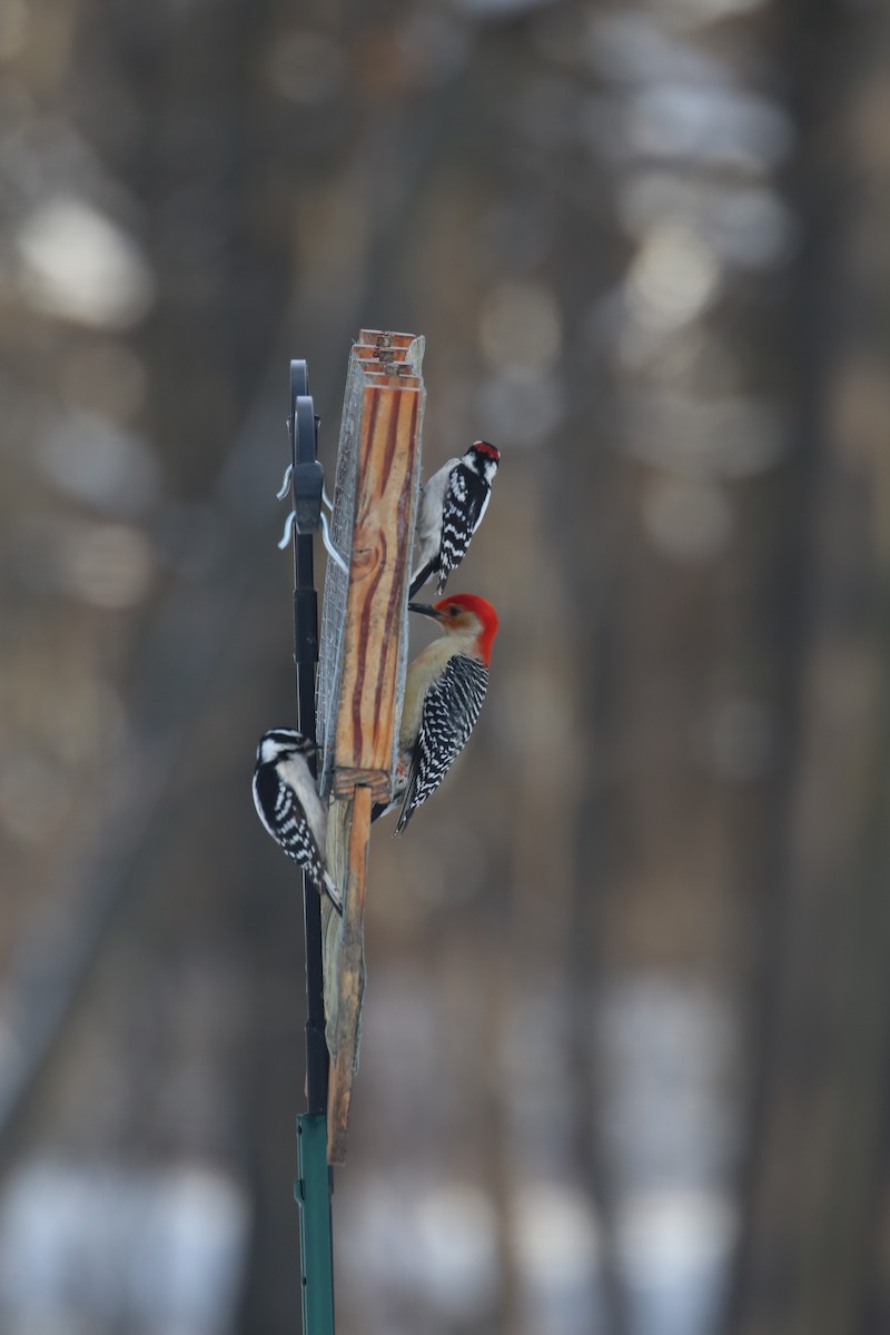 Red-bellied Woodpecker - ML85760491