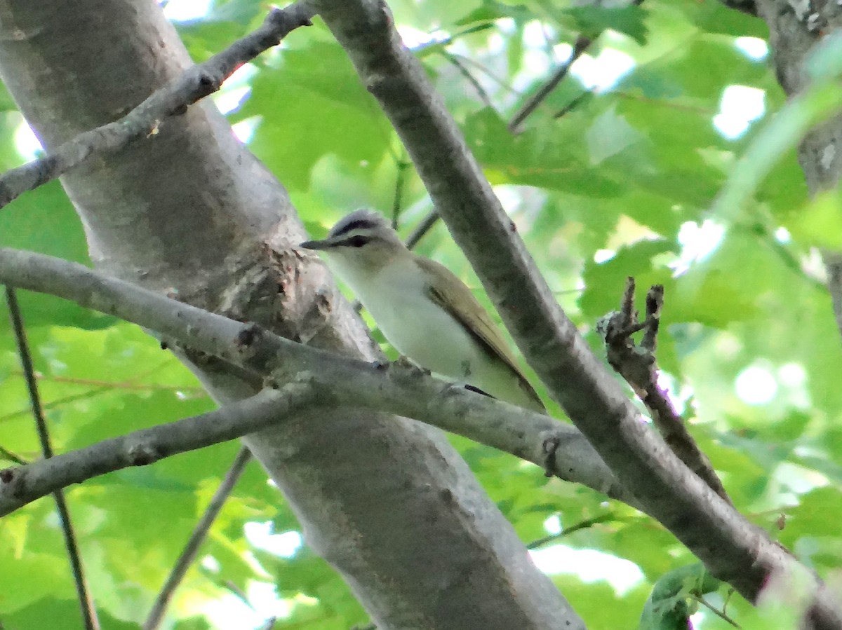 Red-eyed Vireo - Glenn Wilson