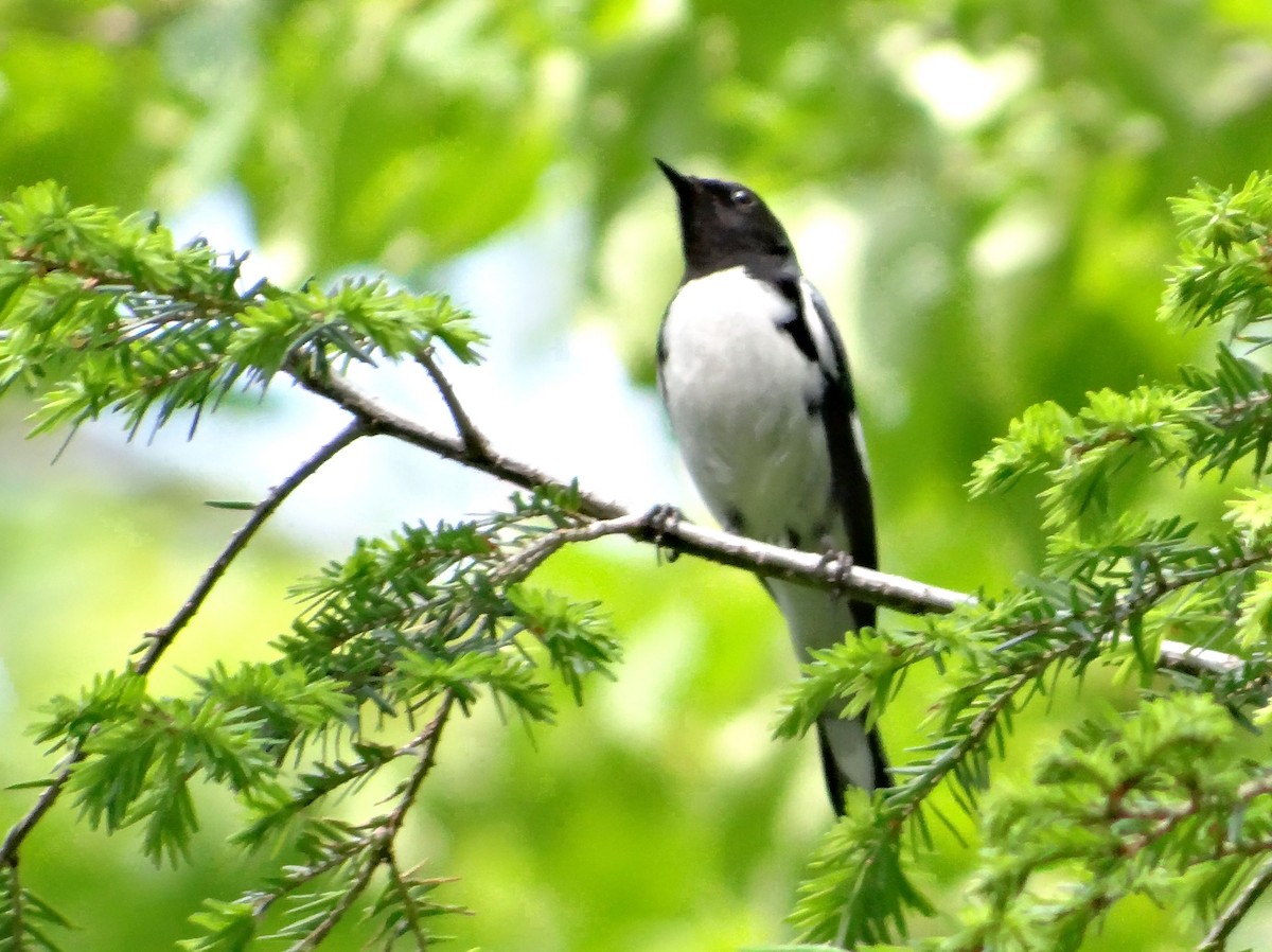 Black-throated Blue Warbler - Glenn Wilson