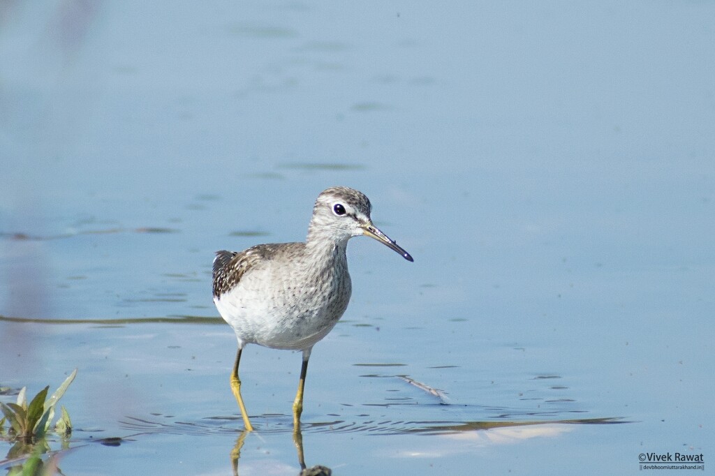 Wood Sandpiper - Vivek Rawat