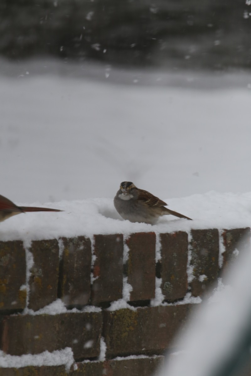 White-throated Sparrow - Bob Bethune