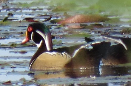 Wood Duck - Rita Czek