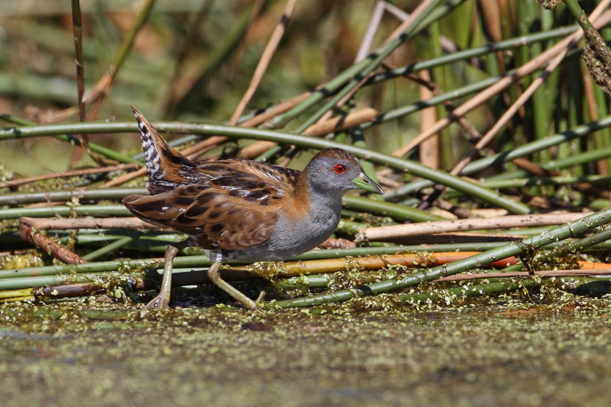 Baillon's Crake - ML85774751