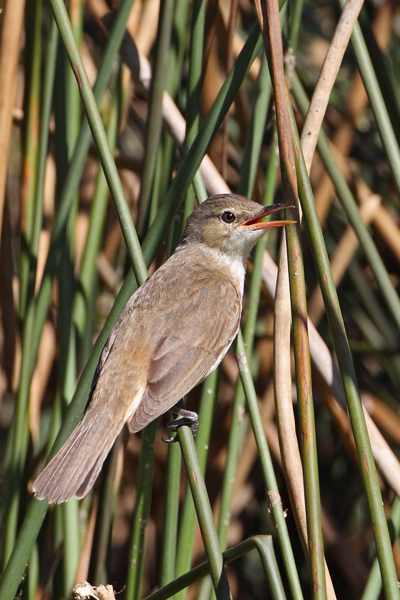 Australian Reed Warbler - Rohan Clarke