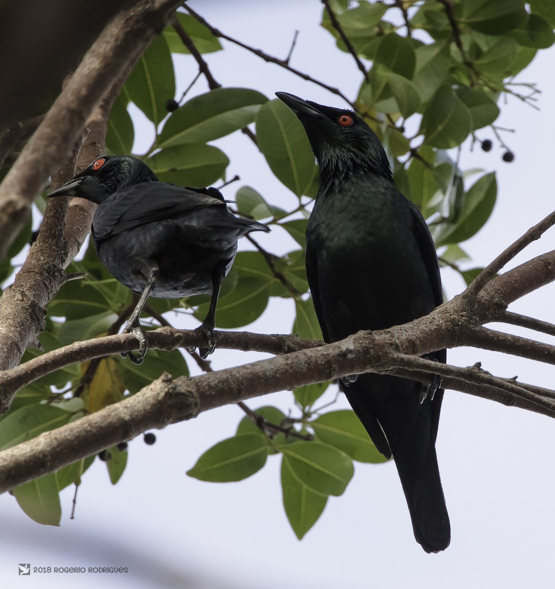 Asian Glossy Starling - ML85774911