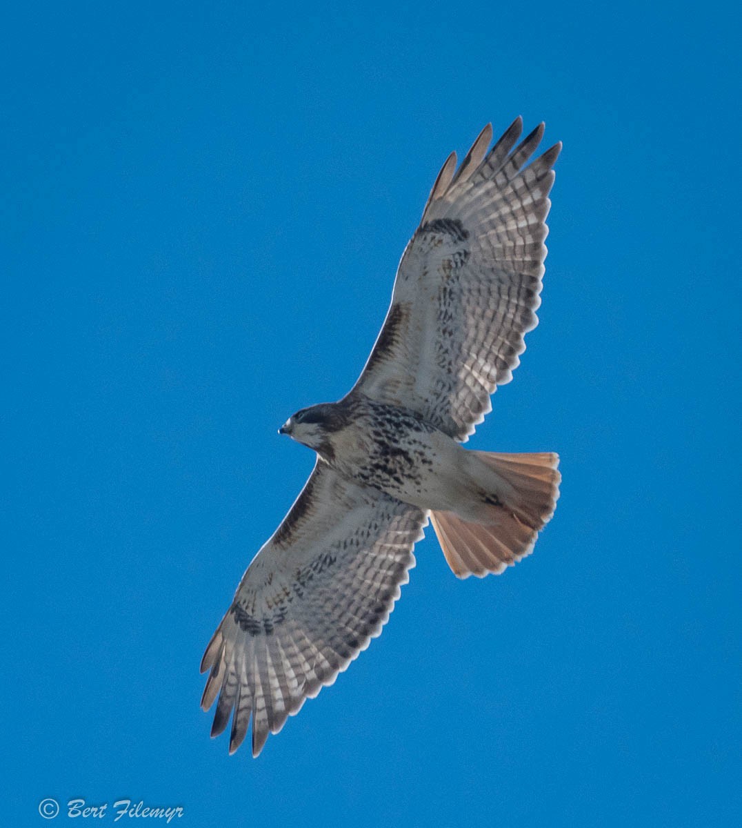 Red-tailed Hawk - Bert Filemyr