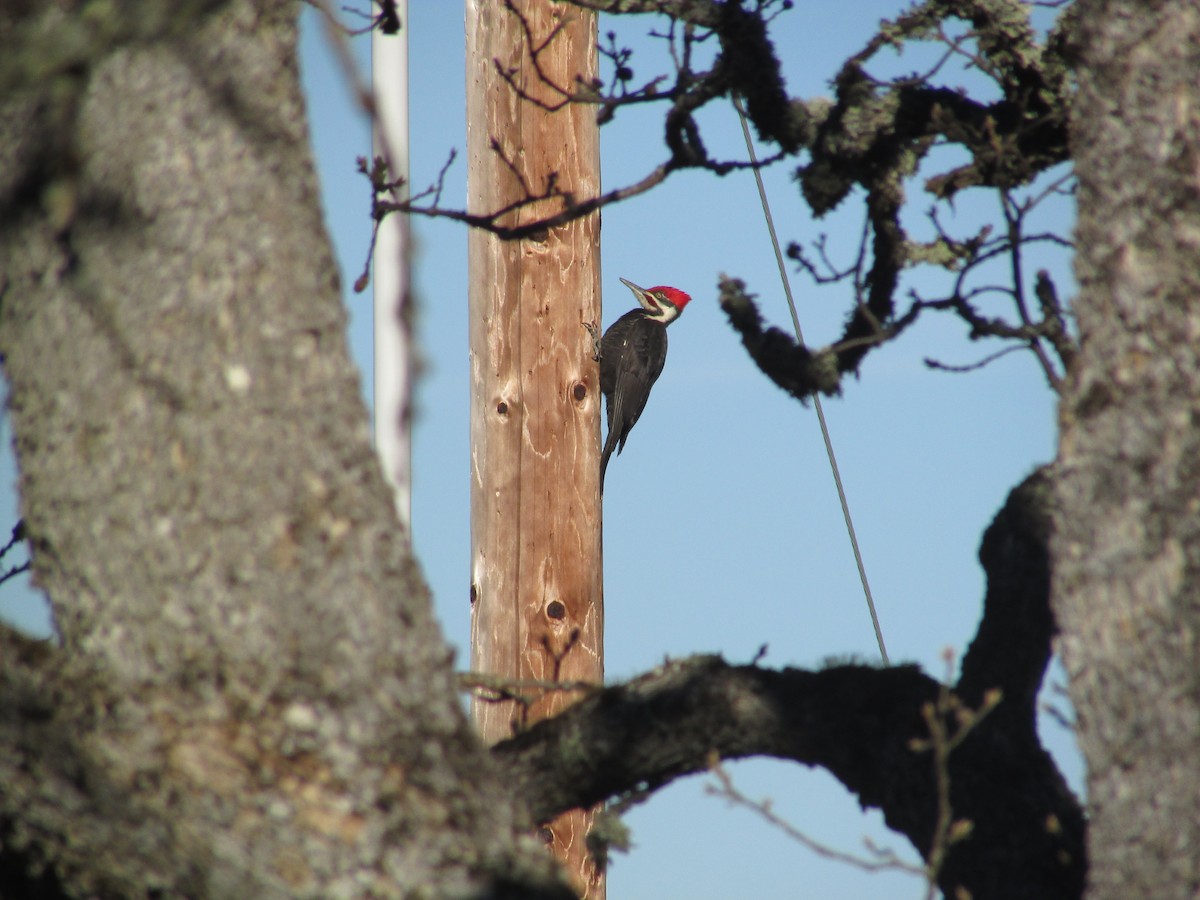 Pileated Woodpecker - ML85776121