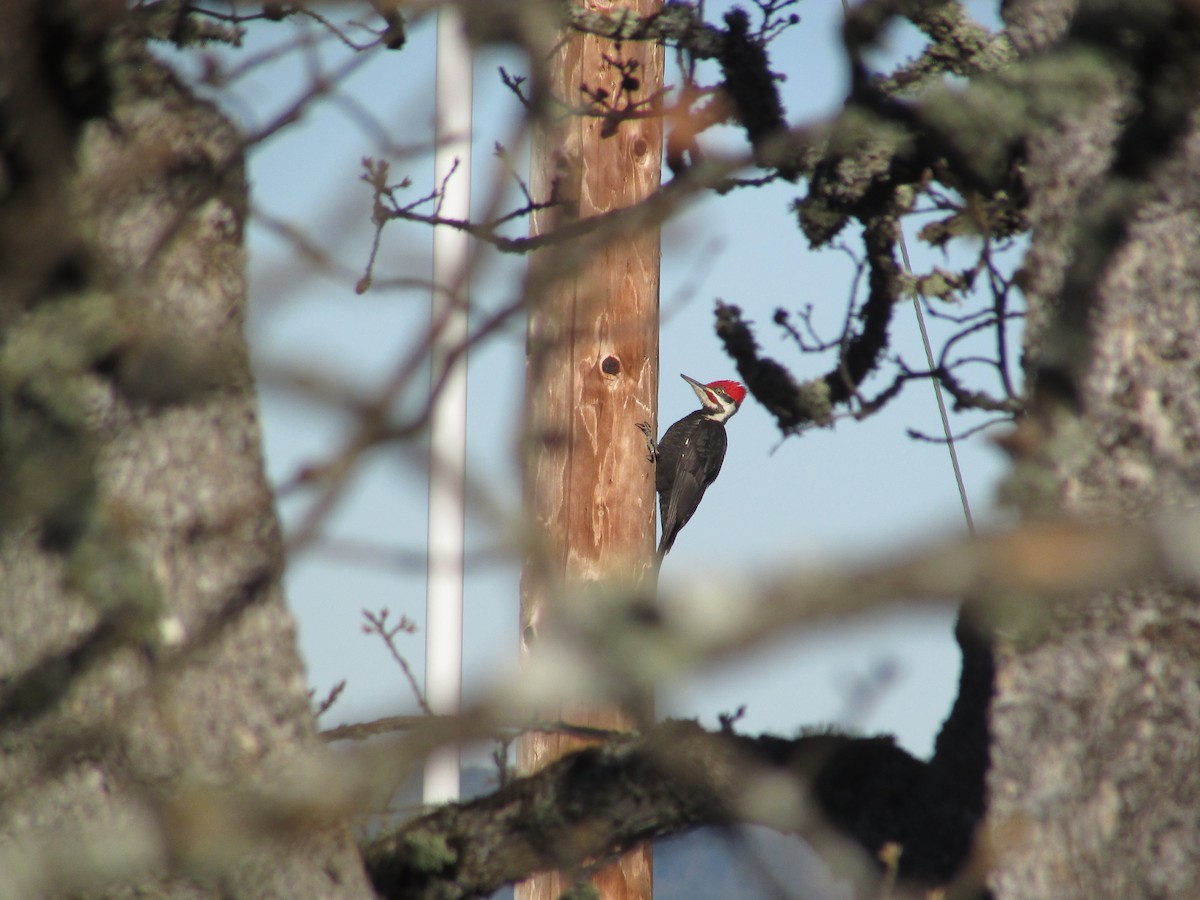 Pileated Woodpecker - ML85776131
