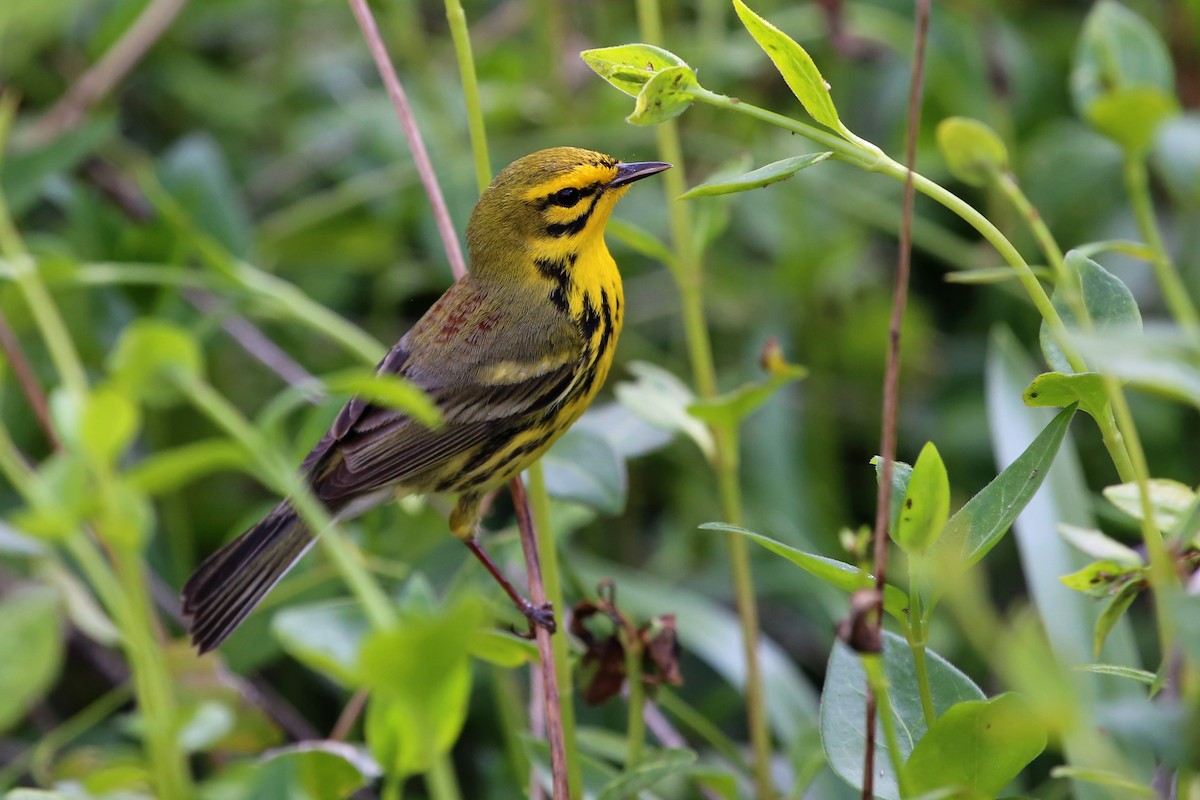 Prairie Warbler - ML85776771