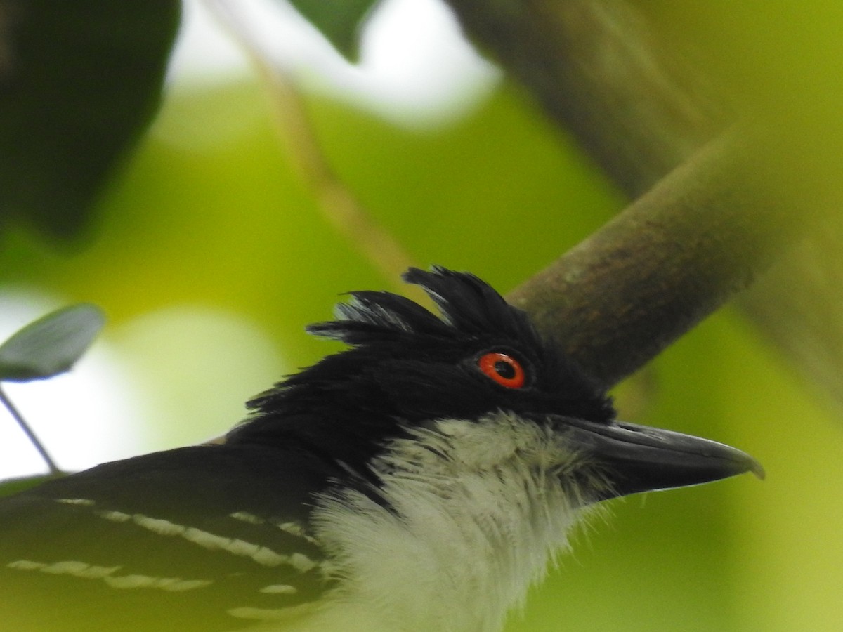 Great Antshrike - Julio Calderón Birding Tour Guide 🦉