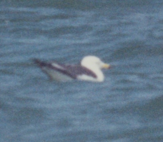 Black-tailed Gull - ML85778041