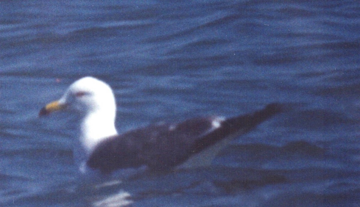Black-tailed Gull - ML85778061