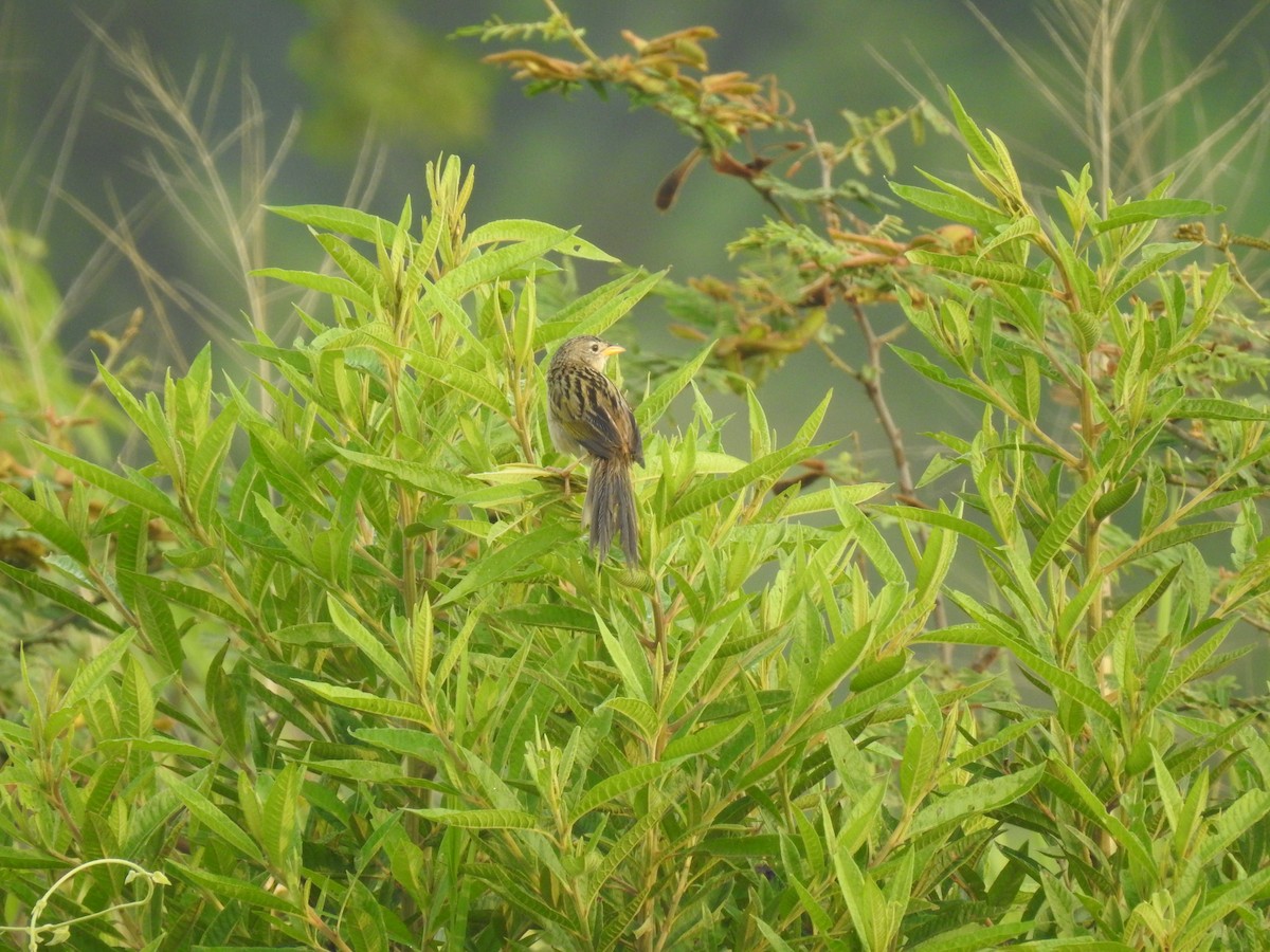 Wedge-tailed Grass-Finch - Julio Calderón Birding Tour Guide 🦉