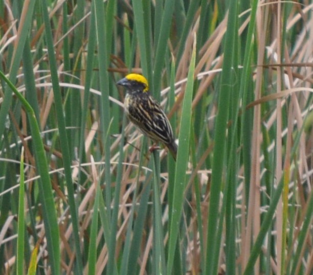 Streaked Weaver - AM AMSA