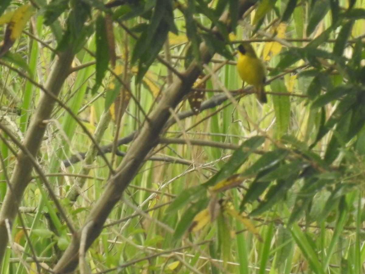 Olive-crowned Yellowthroat - Julio Calderón Birding Tour Guide 🦉