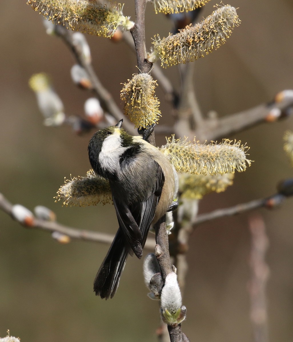 Mésange à tête noire - ML85778791