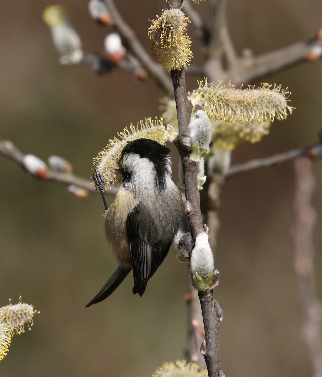 Black-capped Chickadee - ML85778801