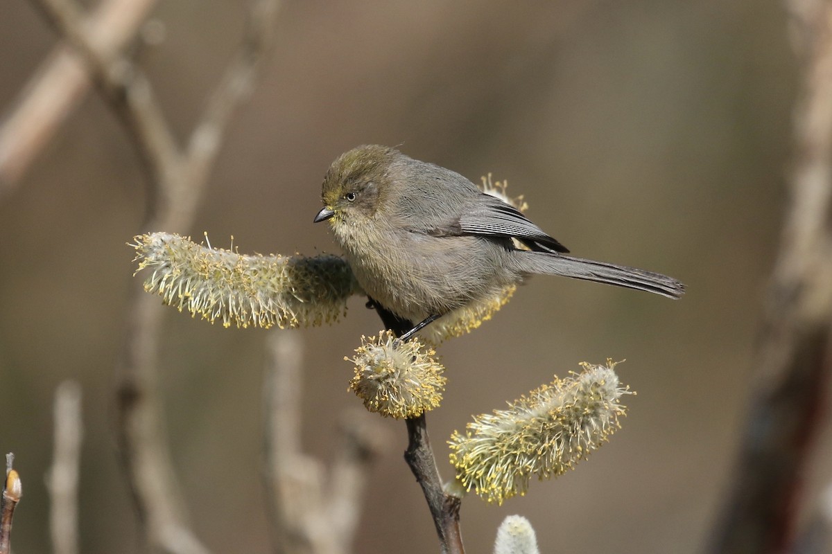 Bushtit - ML85778981