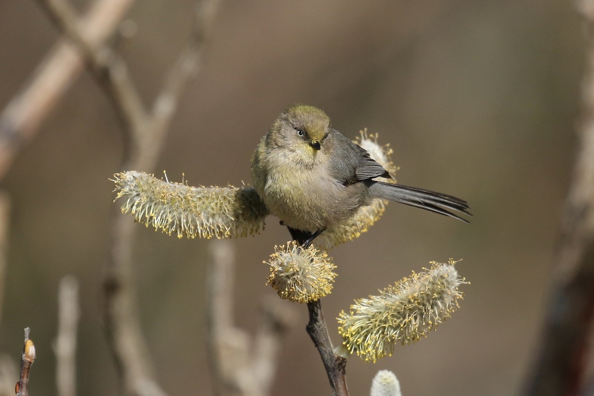 Bushtit - Russ Morgan