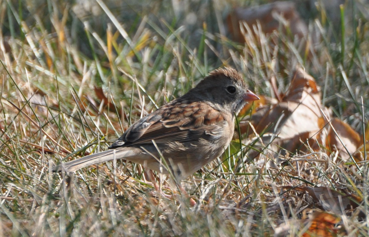 Field Sparrow - ML85779021