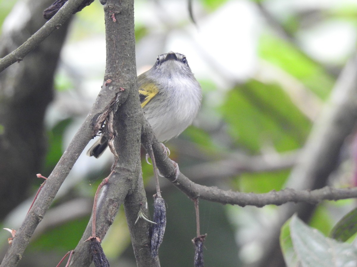 Slate-headed Tody-Flycatcher - Julio Calderón Birding Tour Guide 🦉