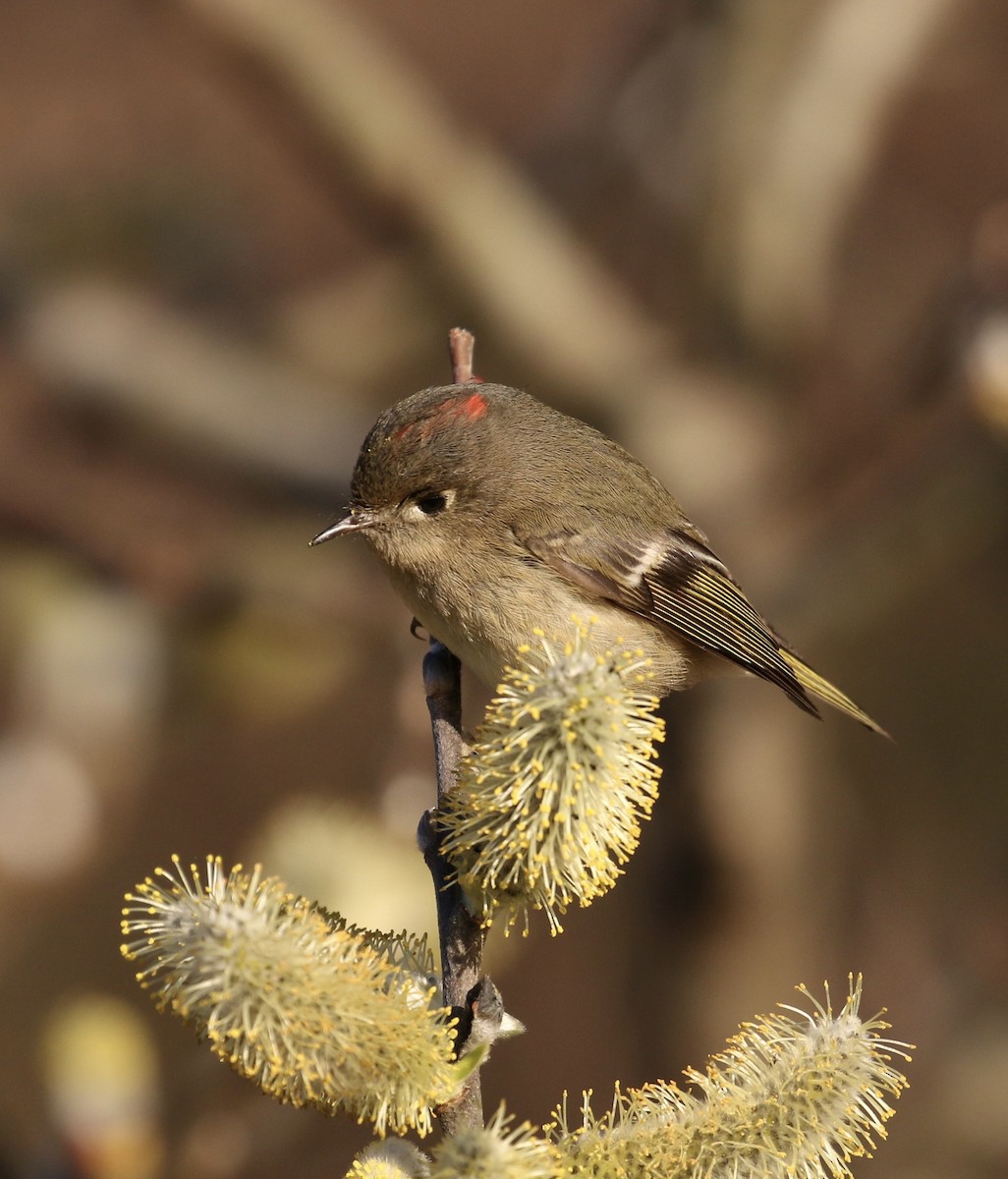 Roitelet à couronne rubis - ML85779191