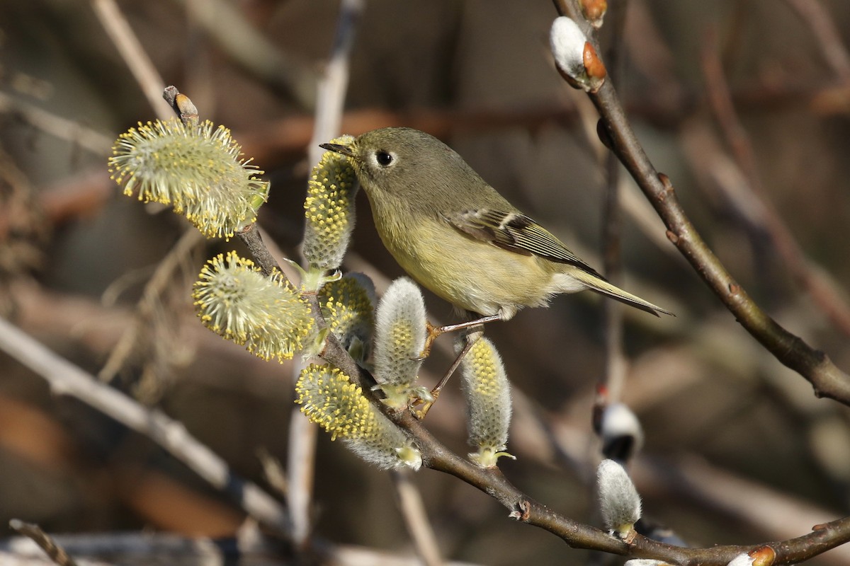 Roitelet à couronne rubis - ML85779211