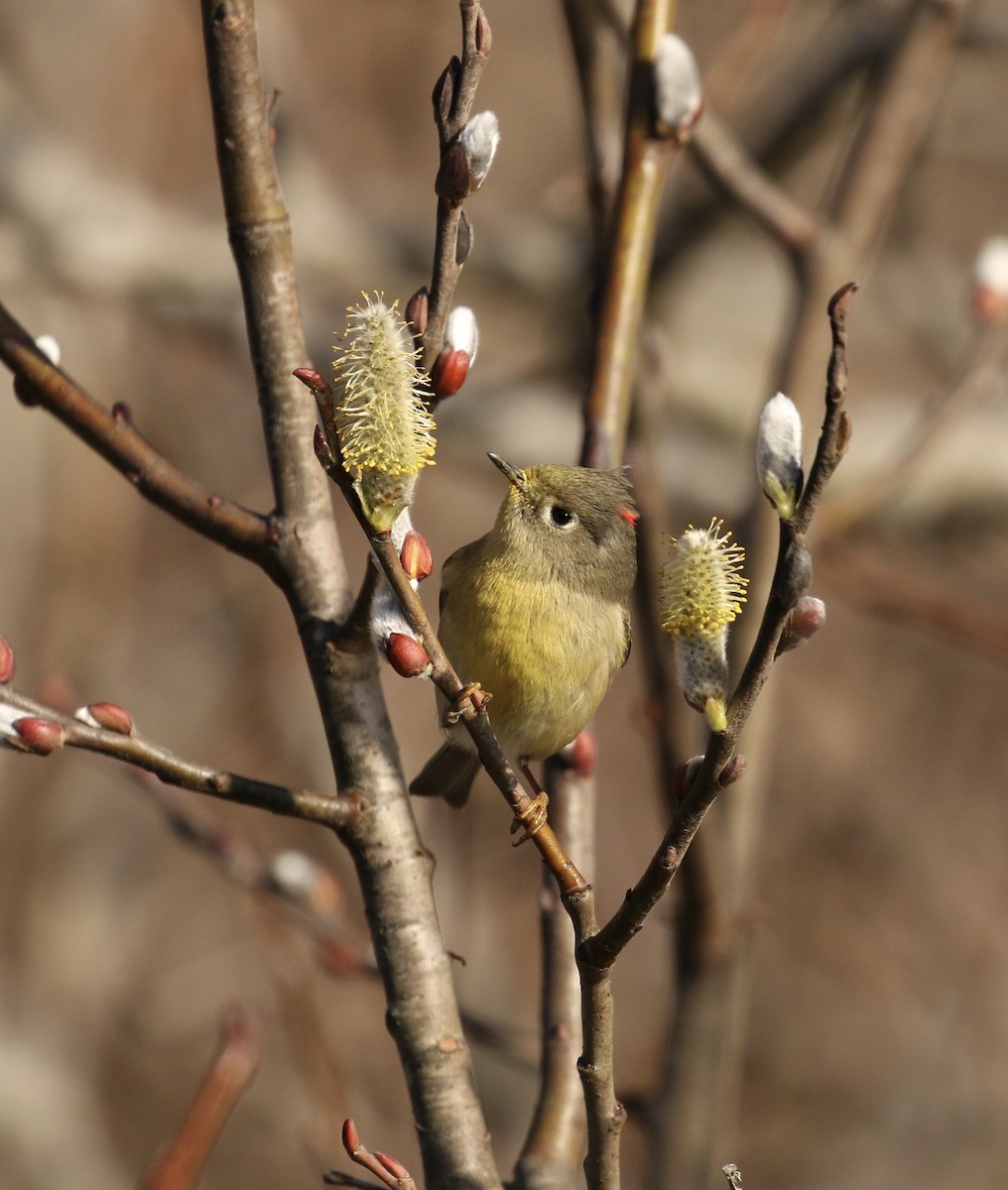 Ruby-crowned Kinglet - ML85779221