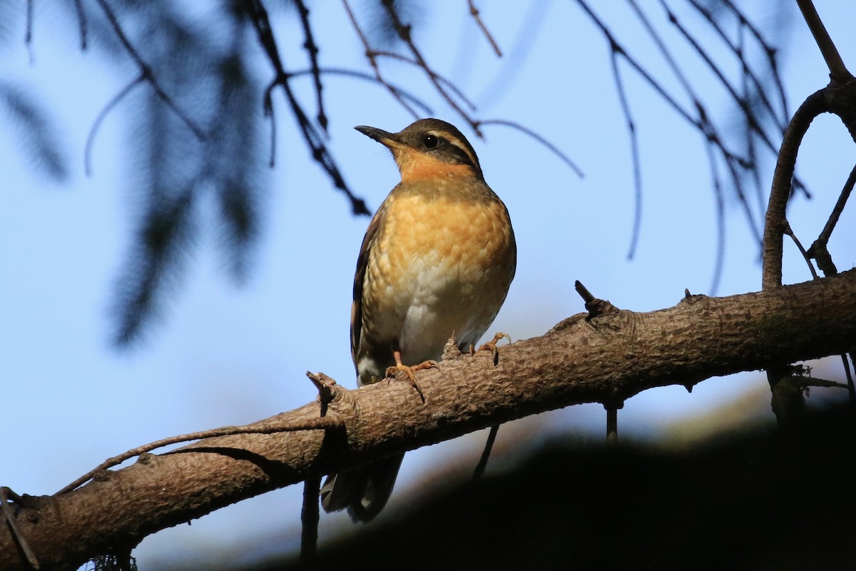 Varied Thrush - Russ Morgan