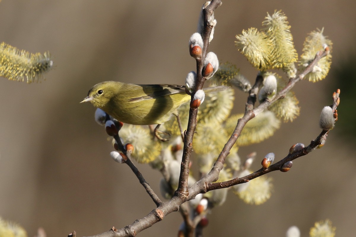 Orange-crowned Warbler - ML85779471