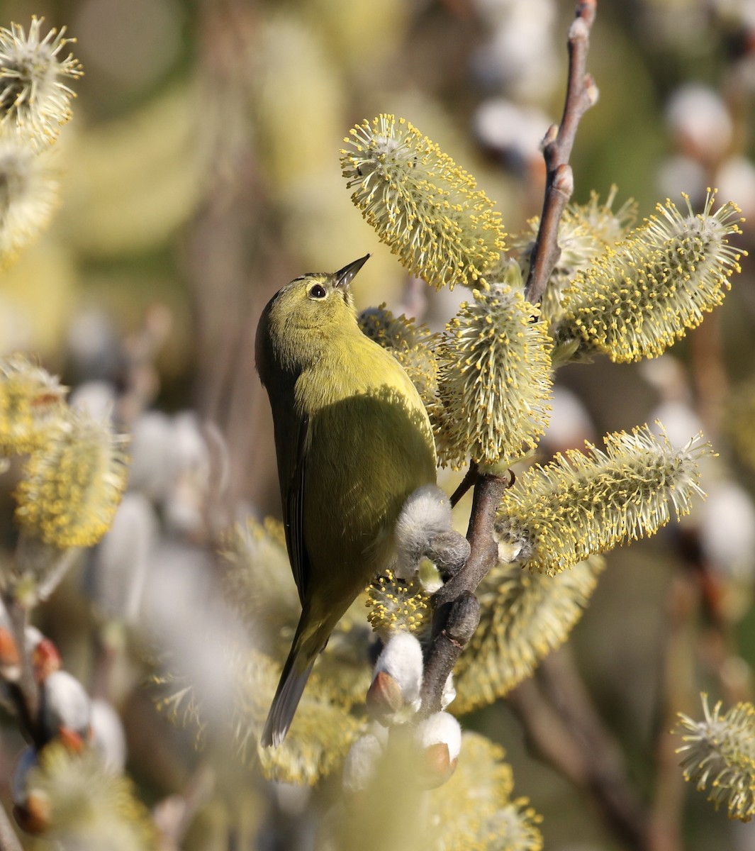 Orange-crowned Warbler - ML85779481