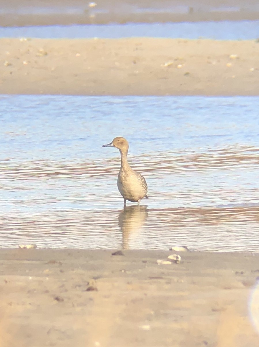 Northern Pintail - ML85779491