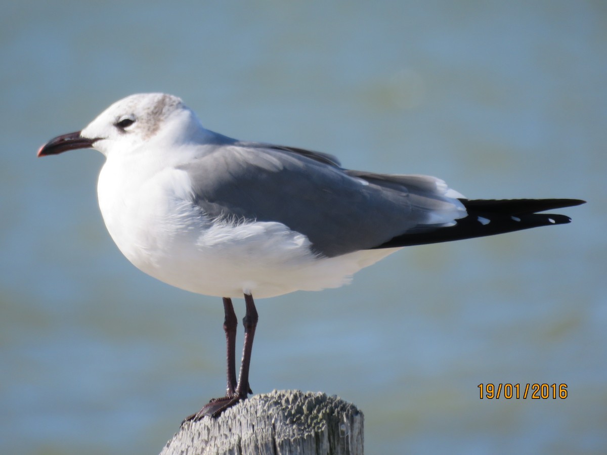 Laughing Gull - Byron Greco