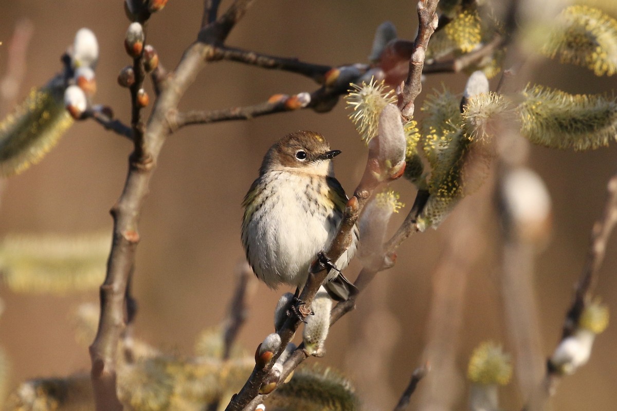 Yellow-rumped Warbler (Myrtle) - ML85779781