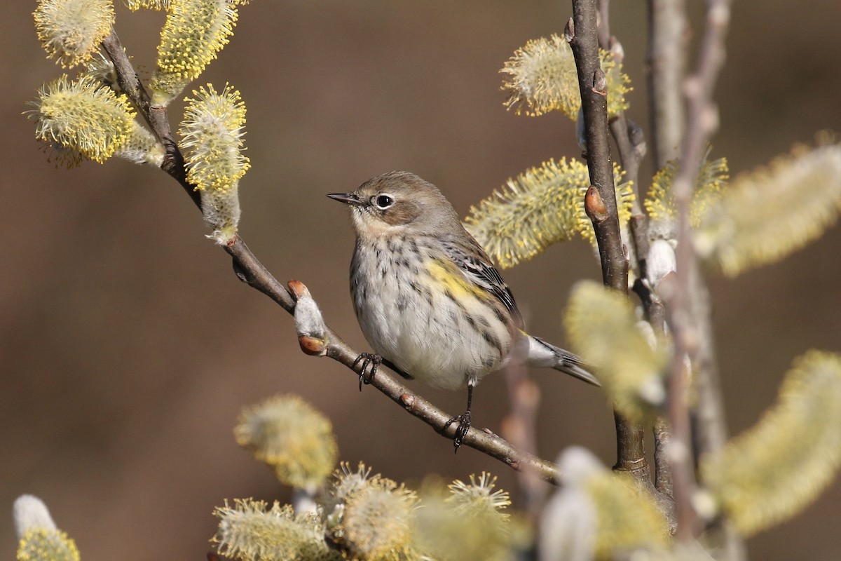 Kronenwaldsänger (coronata) - ML85779791