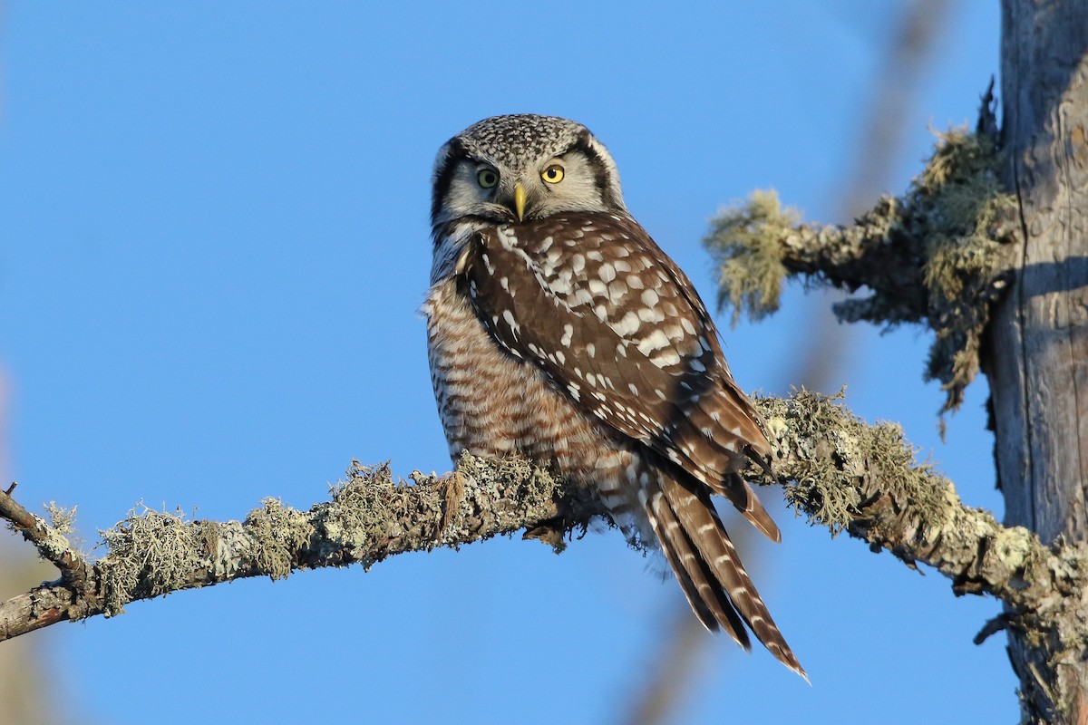 Northern Hawk Owl - Michael O'Brien