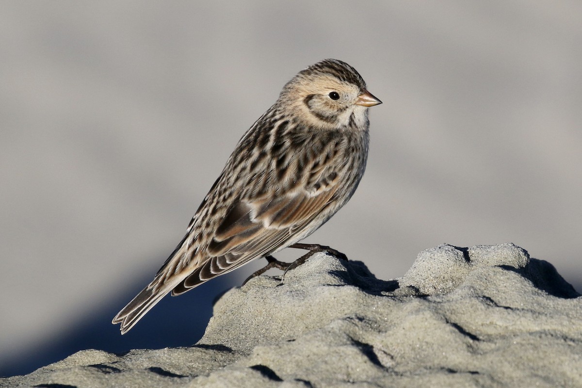 Lapland Longspur - ML85780101