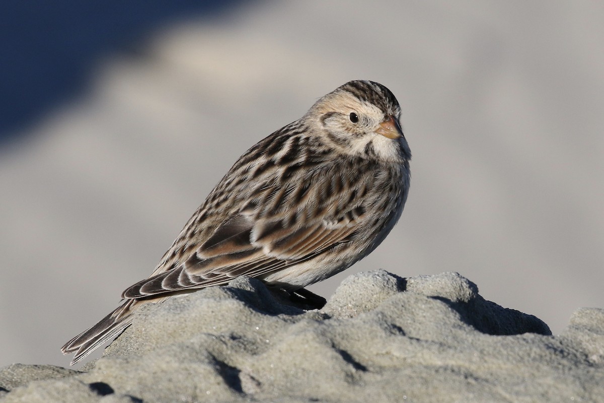 Lapland Longspur - Russ Morgan