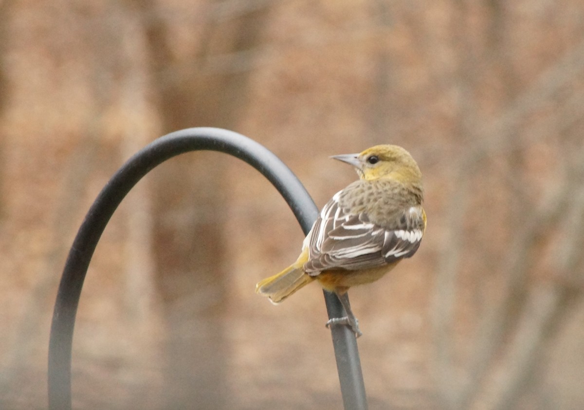 Baltimore Oriole - ML85780401
