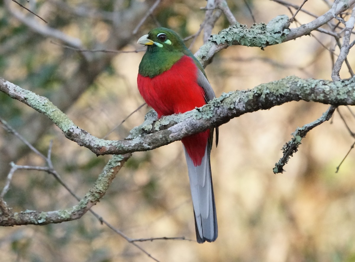 Narina Trogon - Nancy Cox