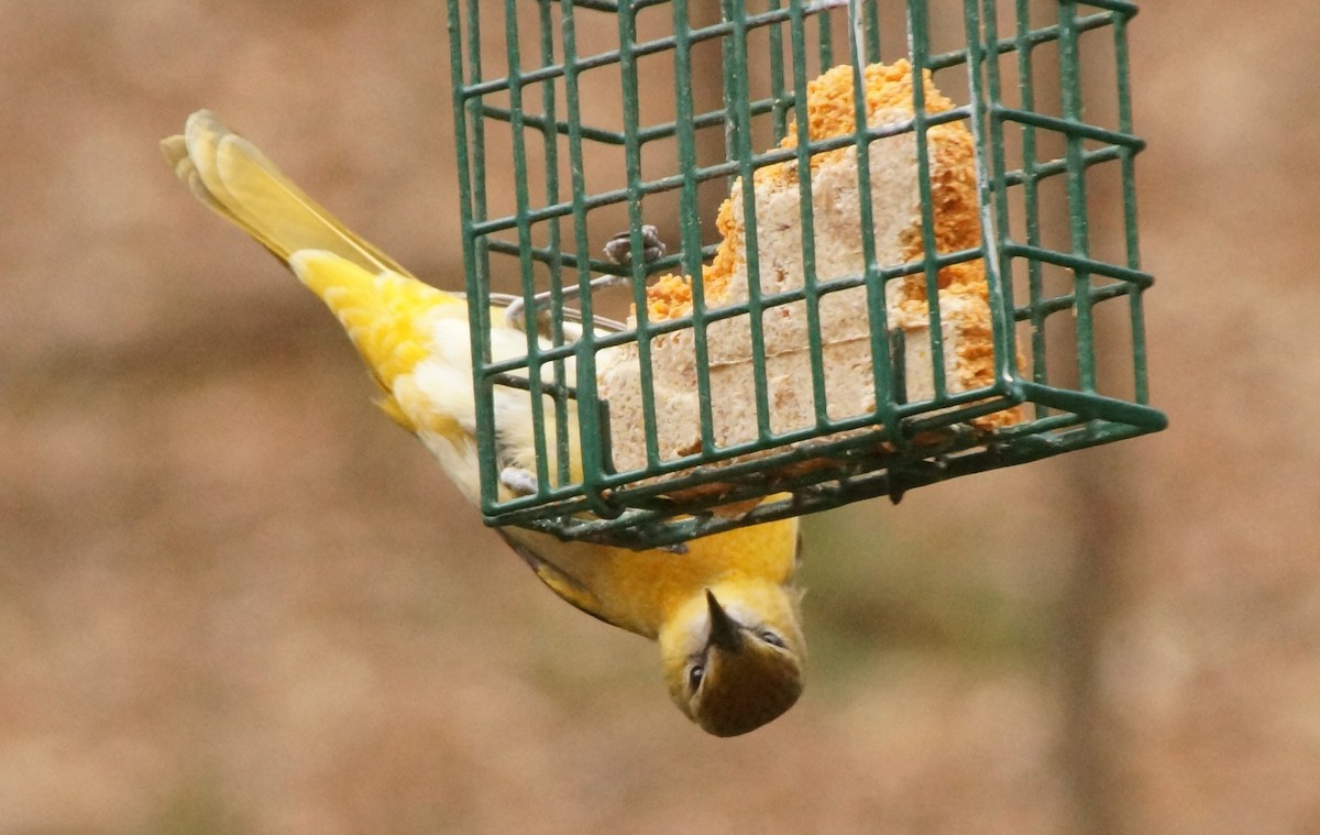 Baltimore Oriole - ML85780451