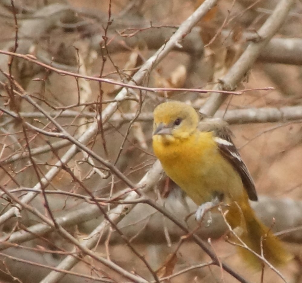 Baltimore Oriole - ML85780461