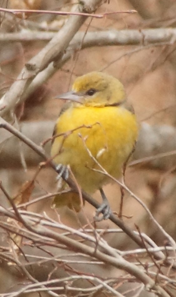 Baltimore Oriole - ML85780471