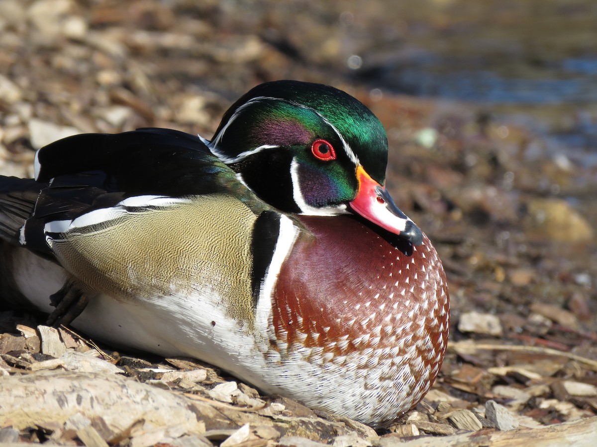 Wood Duck - Jason  Bailey