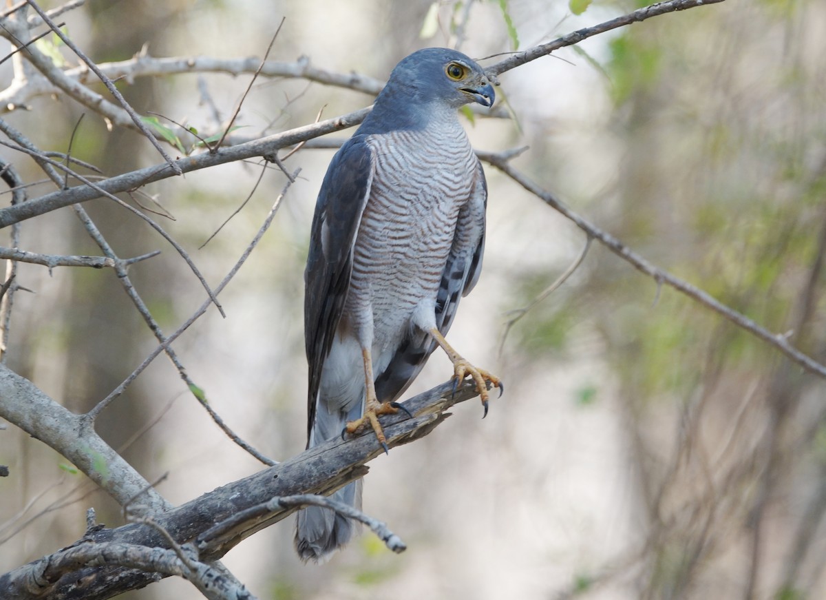 African Goshawk - ML85780691