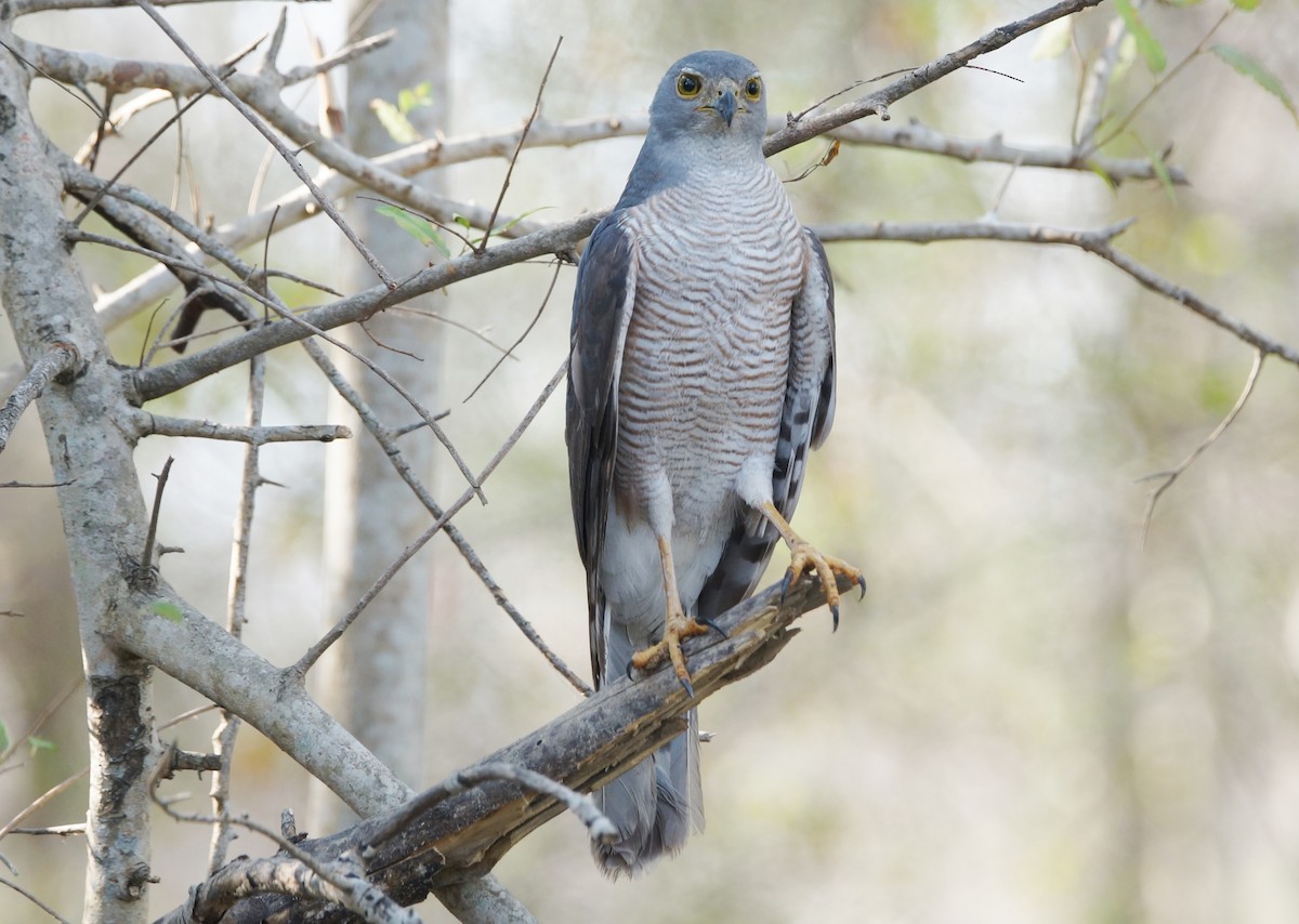 African Goshawk - ML85780721